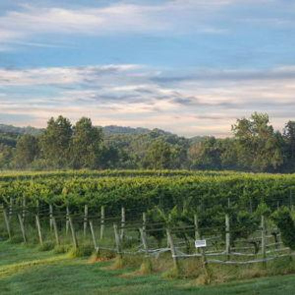 Wine Tasting at Local Vineyard