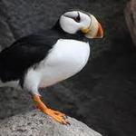 Alaska SeaLife Center