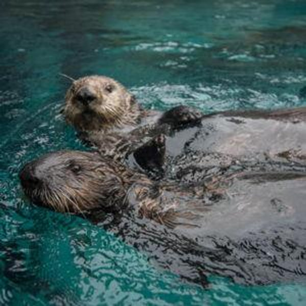 Oregon Zoo 2 Adult Membership Voucher