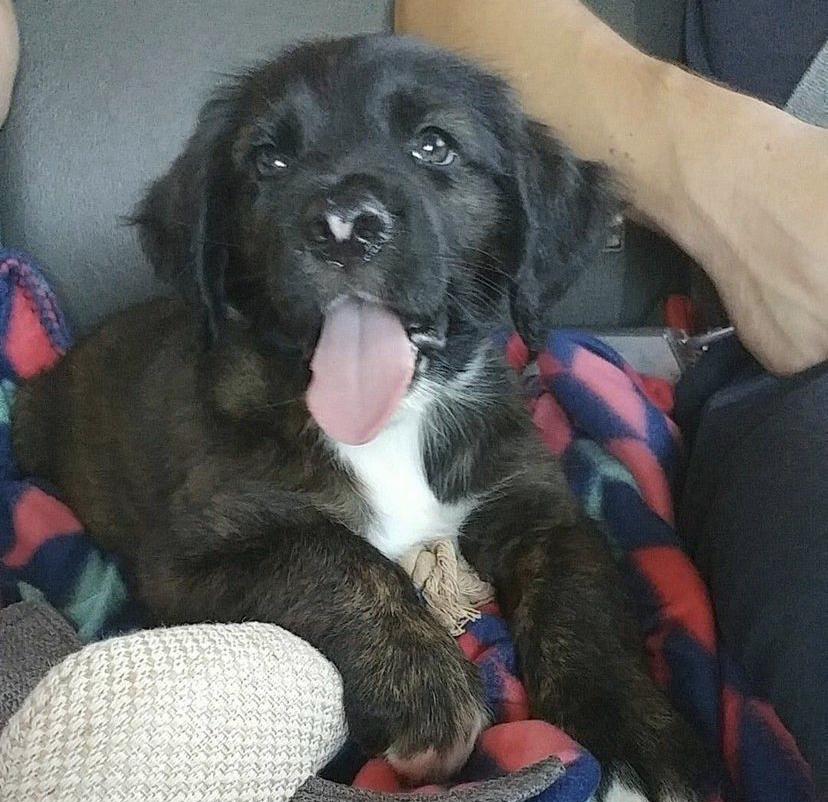 Our first fur baby ❤️ born in 2017 and brought home at 8 weeks old