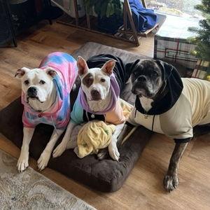 Dog Sitter