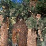 Sasquatch Outpost