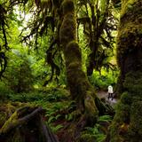 Hoh Rainforest Visitor Center