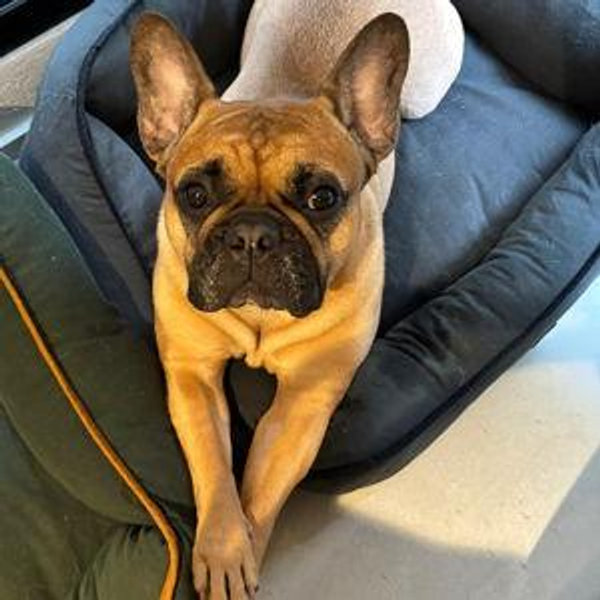 Pet Hotel For Our Honeymoon