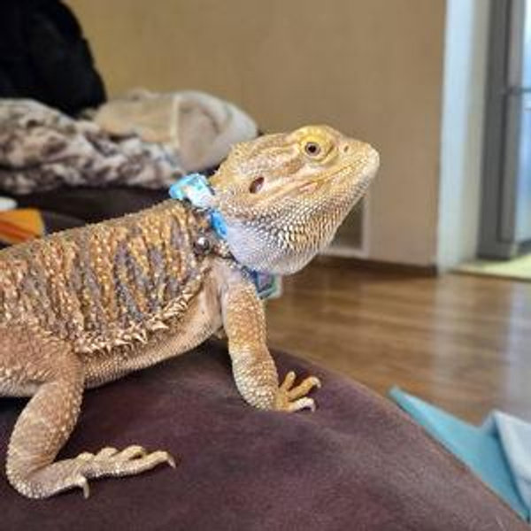 Our First Pet Fund