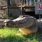 St. Augustine Alligator Farm Zoological Park