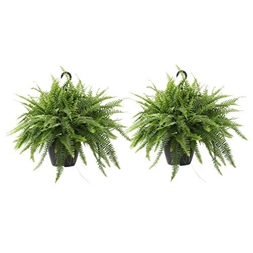 Costa Farms Home Décor, Premium Live Boston Fern Hanging Basket, 2-Pack, Direct From Farm