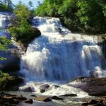 Dupont State Forest