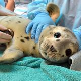 The Marine Mammal Center
