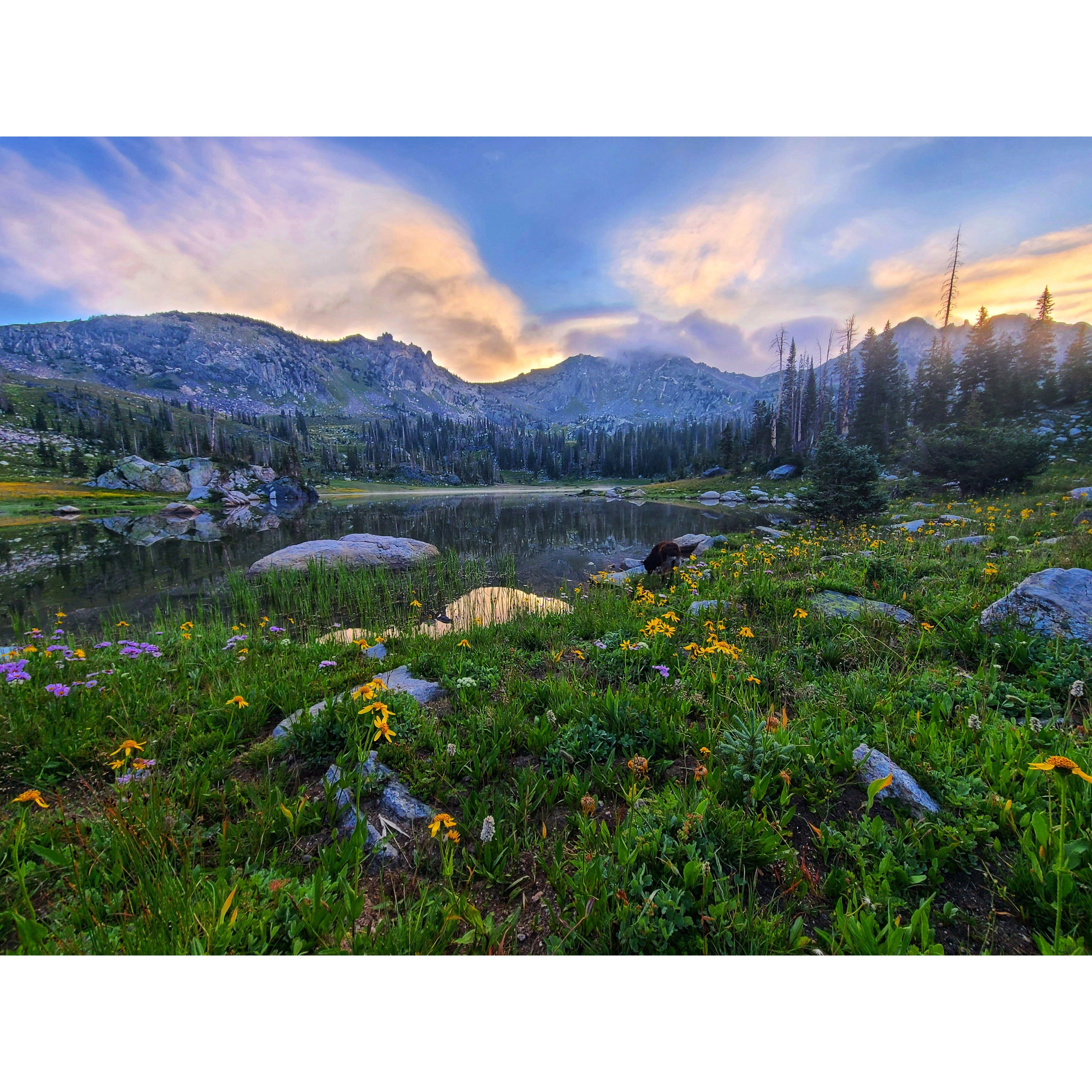 Our classic summer activity....backpack to an alpine lake to fish and camp with the dogs! (Steamboat CO)