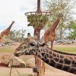 Phoenix Zoo