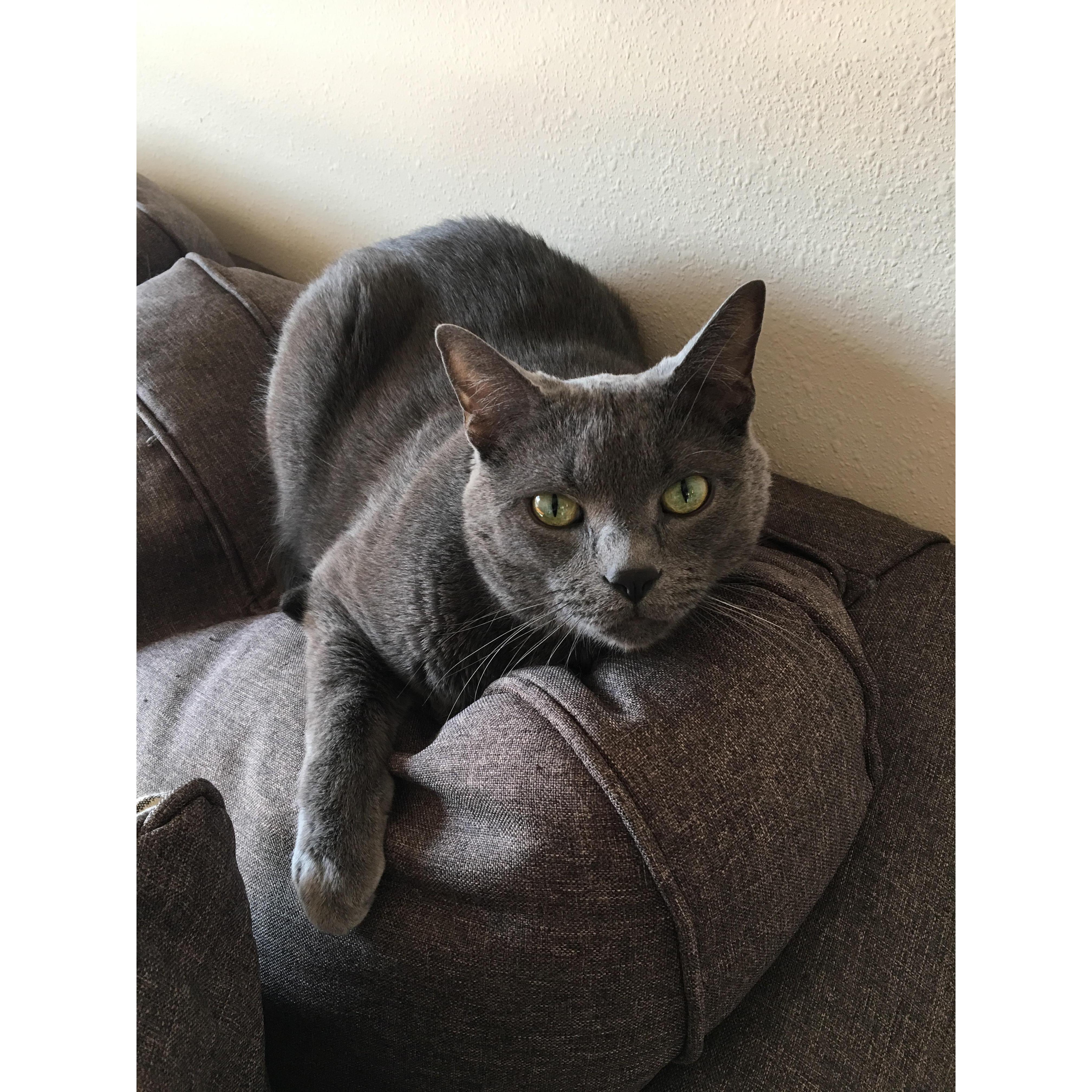 Cat, our cat. Unfortenately he won't be in attendance because he hates people.