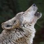 St Francis Wolf Sanctuary