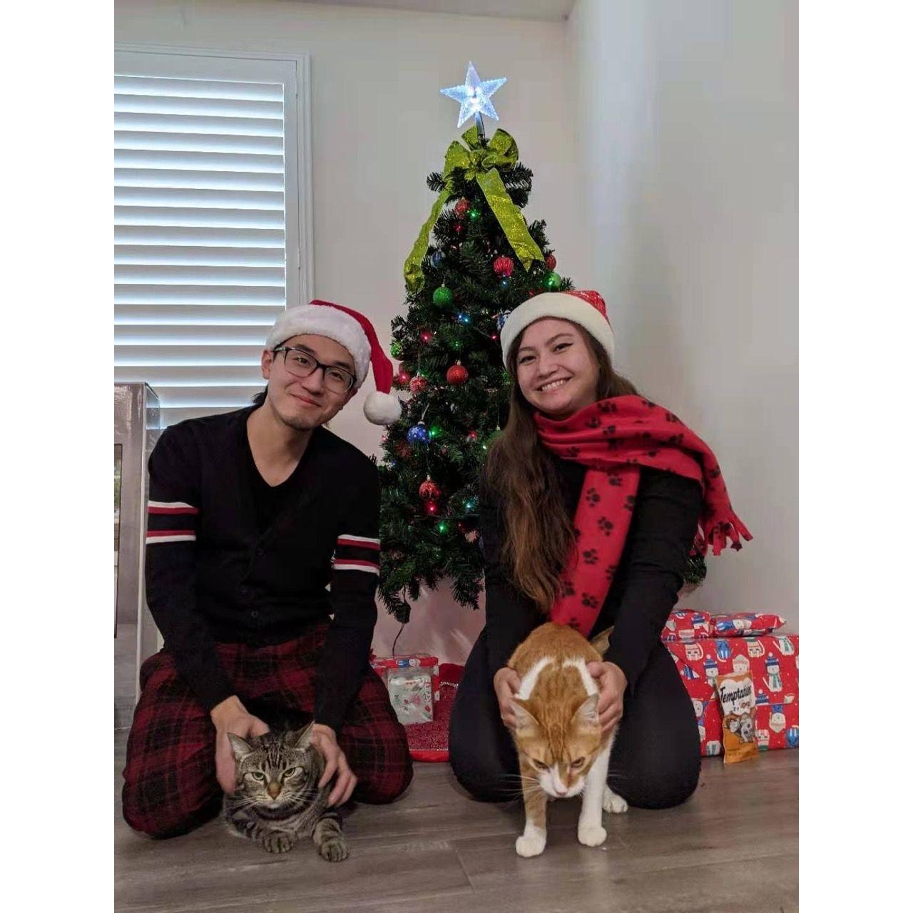 Our attempt at getting a good Christmas card photo with our cats.