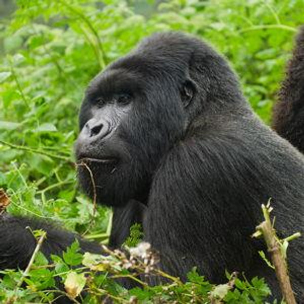Serengeti Safari & Gorilla Trek Honeymoon