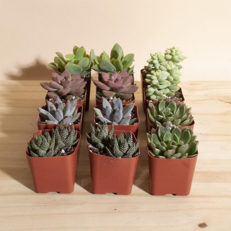 Essence Mini Planters Set of 3 Indoor Small Succulent Planters