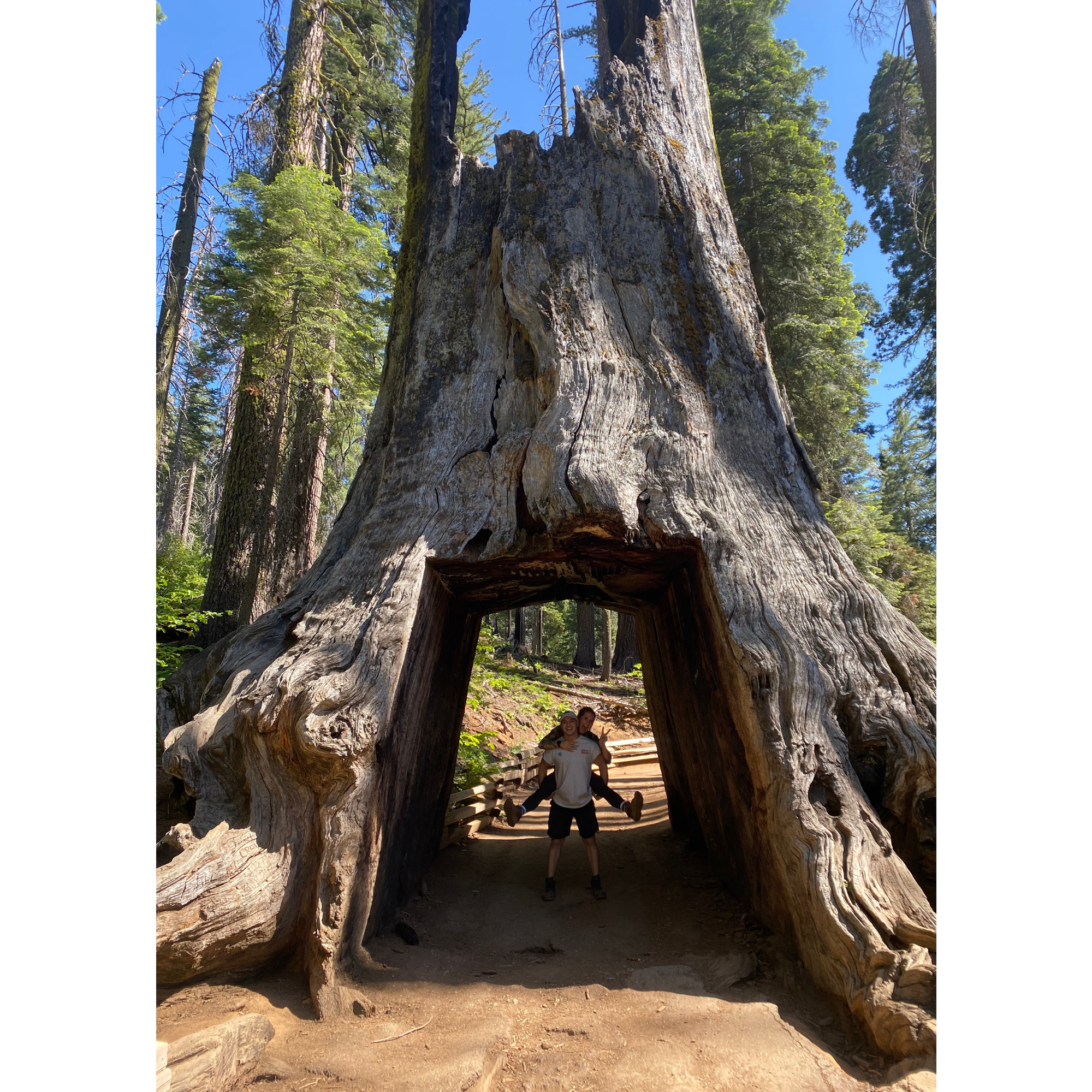 Big Trees in Yosemite, CA!