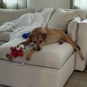 Rowan's Toy & Treats Fund