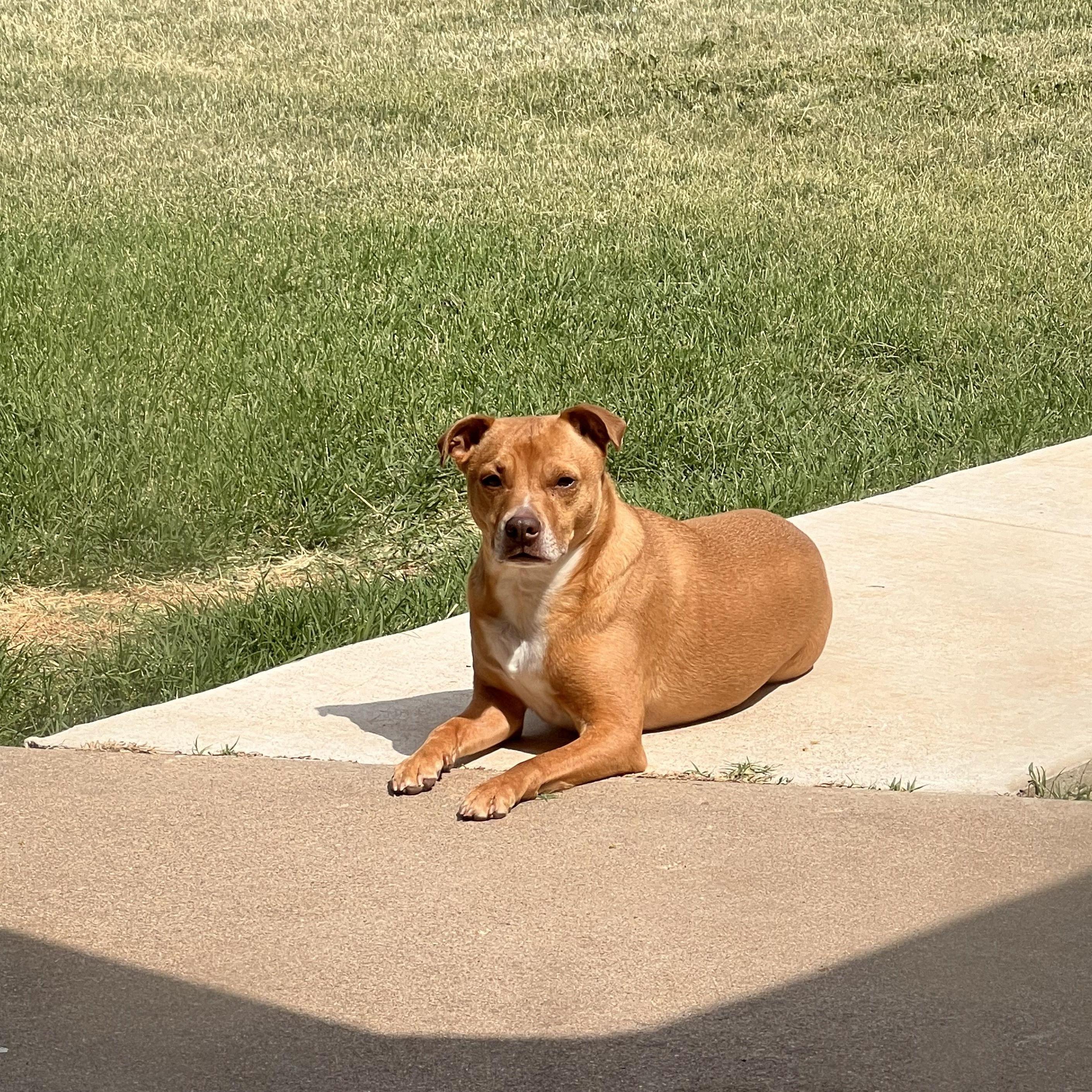 JoJo being a sunpig