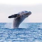 Princess Monterey Whale Watching