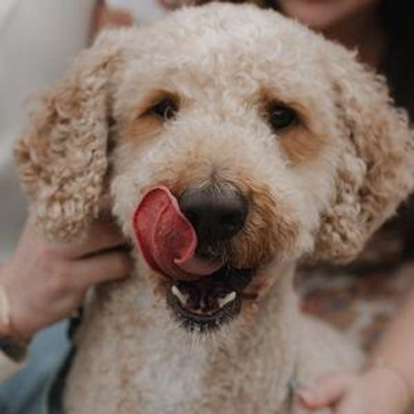 George's Treat Fund
