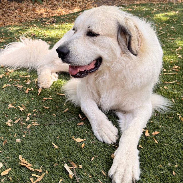 Donation to Great Pyrenees Rescue Society