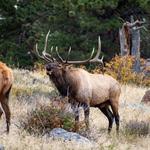 Estes Park