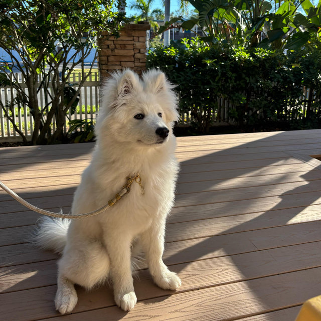 Snowball’s Service Dog Training Fund
