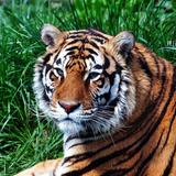 National Tiger Sanctuary