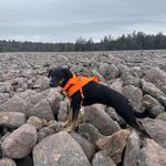 Hickory Run Boulder Field