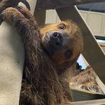 Gulf Breeze Zoo