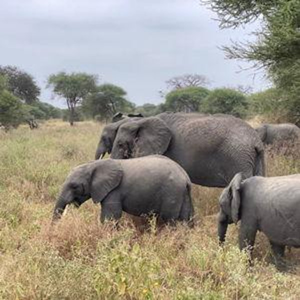 Tiquetes a Africa