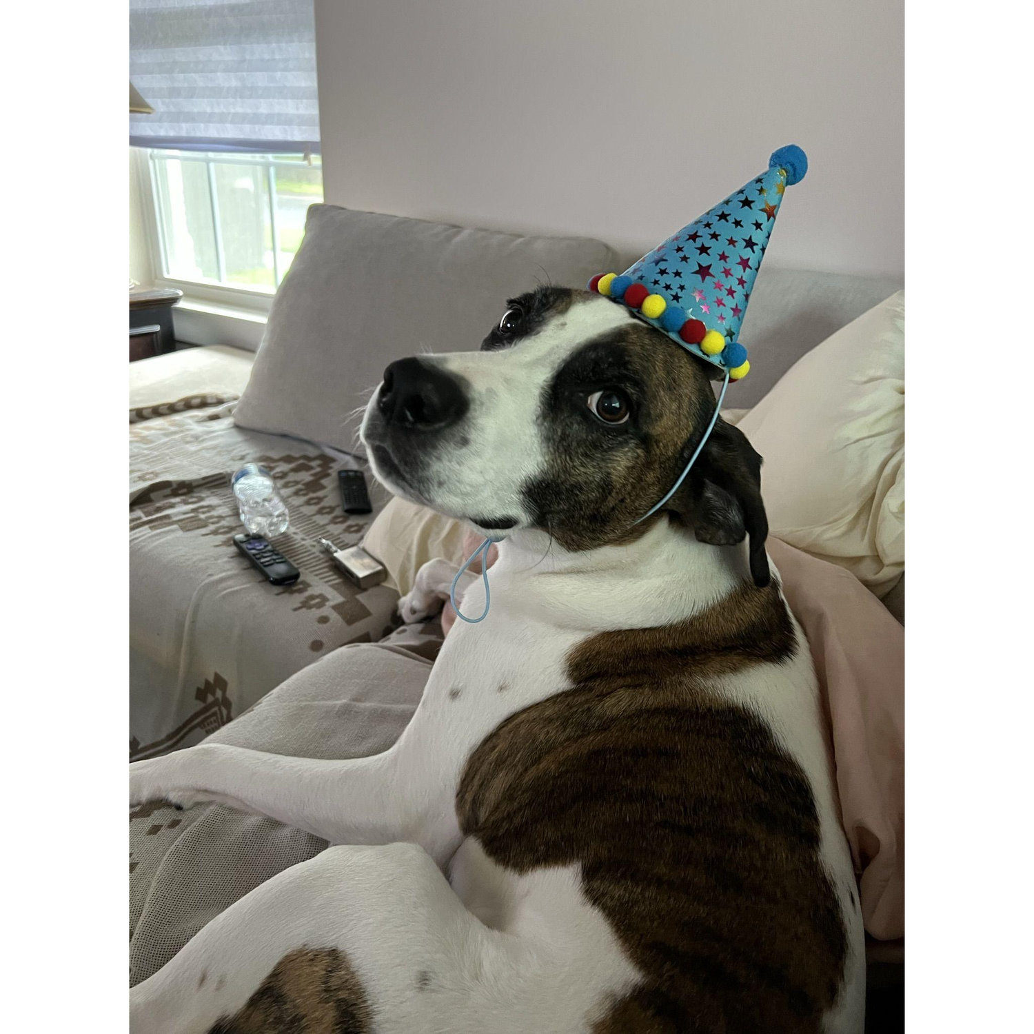 Happy Birthday Scooby!