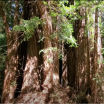 Muir Woods National Monument