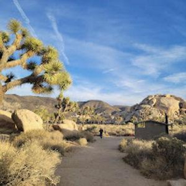 Joshua Tree National Park (CA)