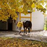 Claiborne Farm