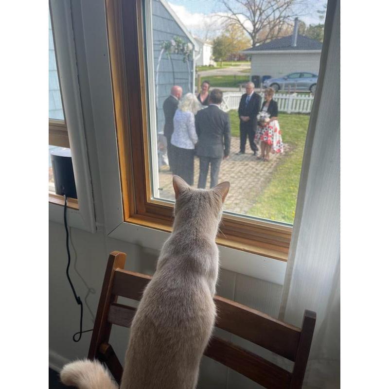 Little Roux got a special sneak peak at the ceremony from the dining room window (photo snapped by the couple's friend who was there to help with some set up & cat wrangling)