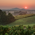 Kaya Vineyard & Winery