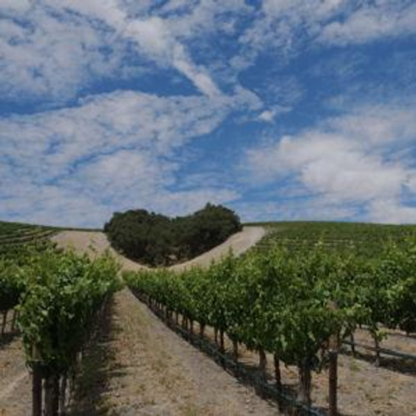 Niner Wine Club