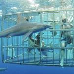 North Shore Shark Adventures