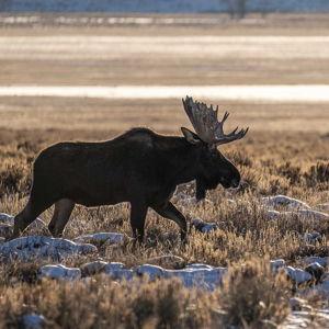 Grand Teton Wildlife Safari
