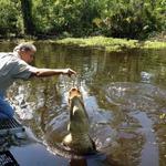 Go on a swamp tour
