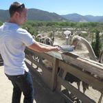 Ostrichland USA