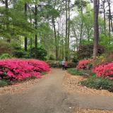 Ruby M. Mize Azalea Garden