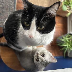 Cal & Tully's Year Supply of Treats!