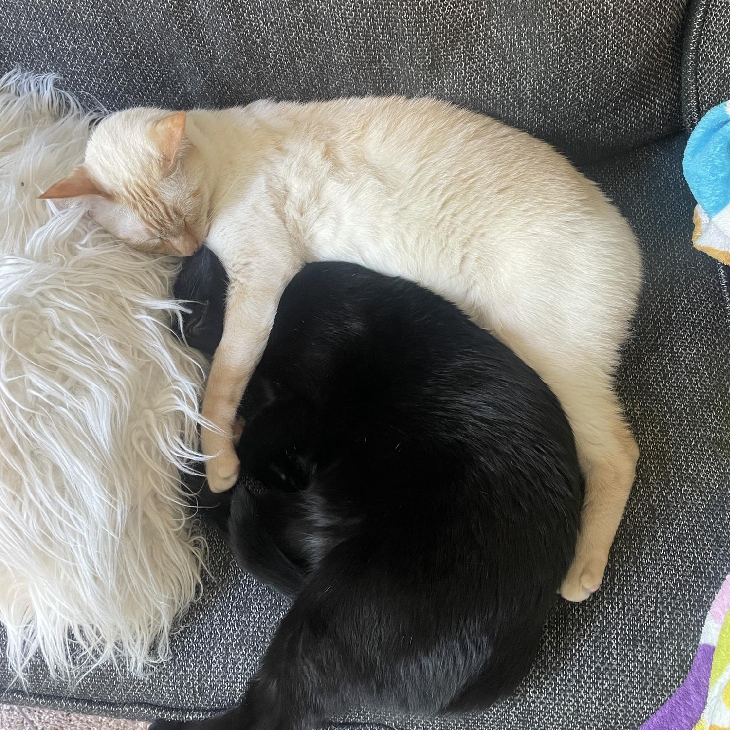 Cuddly kitties!