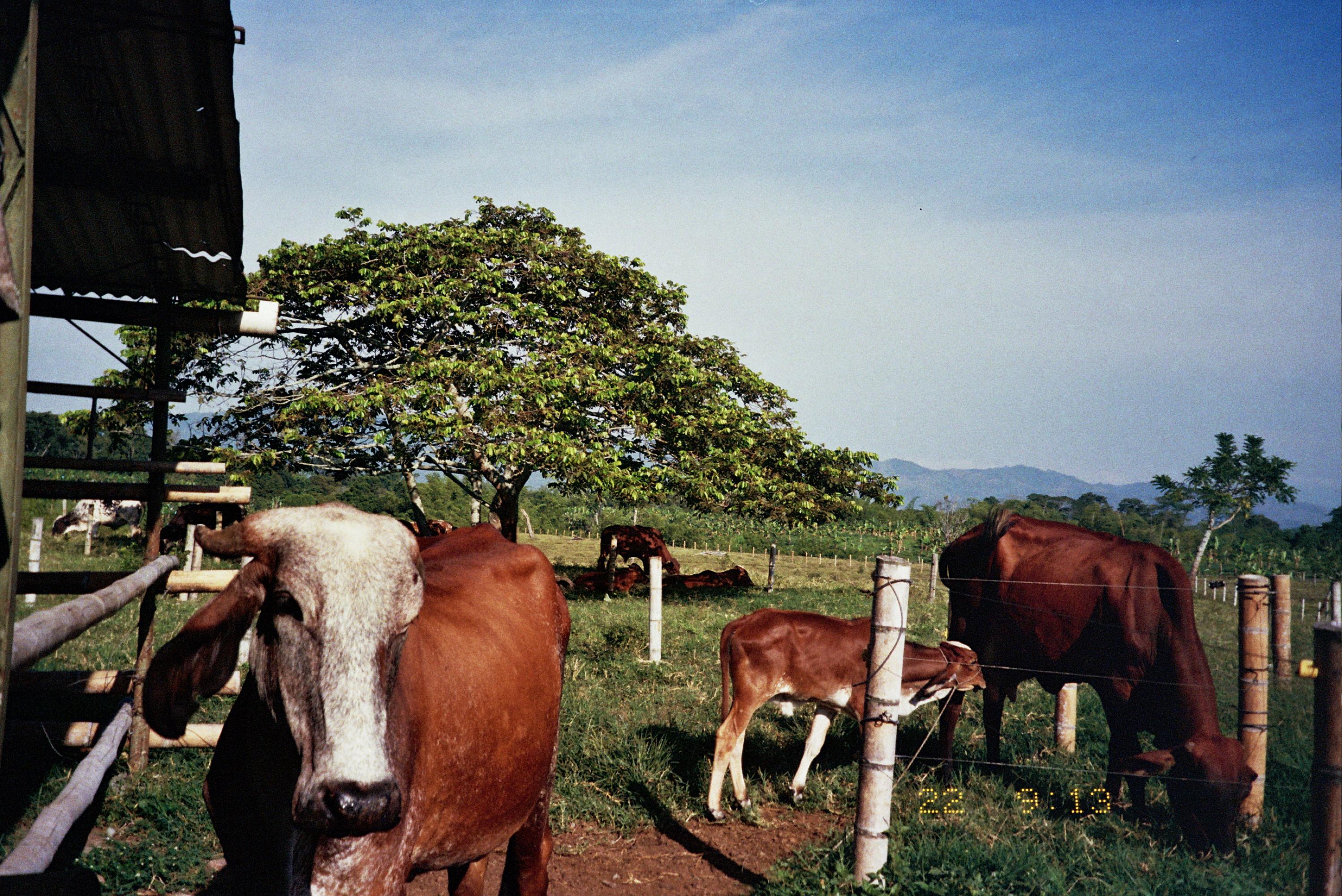 The Wedding Website of Anabella Brito and Cody Andrews