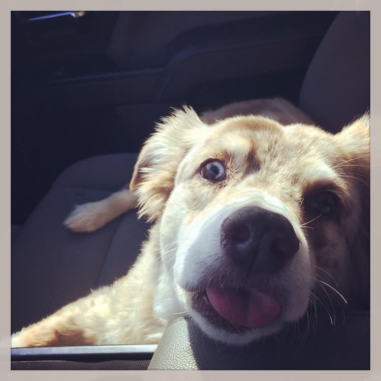 Our sweet dog...Moxie (I swear Brian started dating me because of her)
