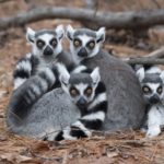Duke Lemur Center