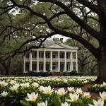 Magnolia Plantation and Gardens
